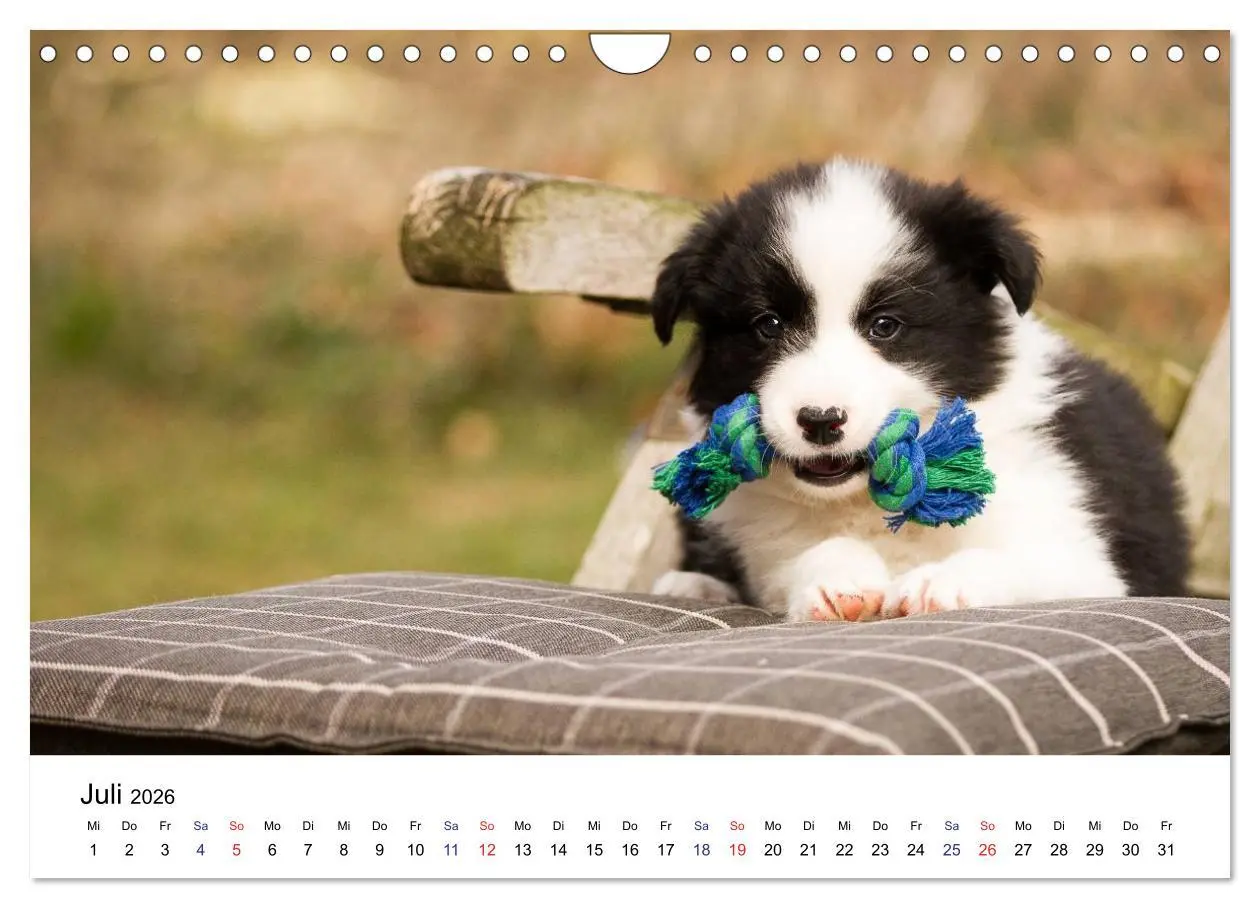 Bild: 9783516066104 | Pfotastische Border Collie Welpen (Wandkalender 2026 DIN A4 quer),...