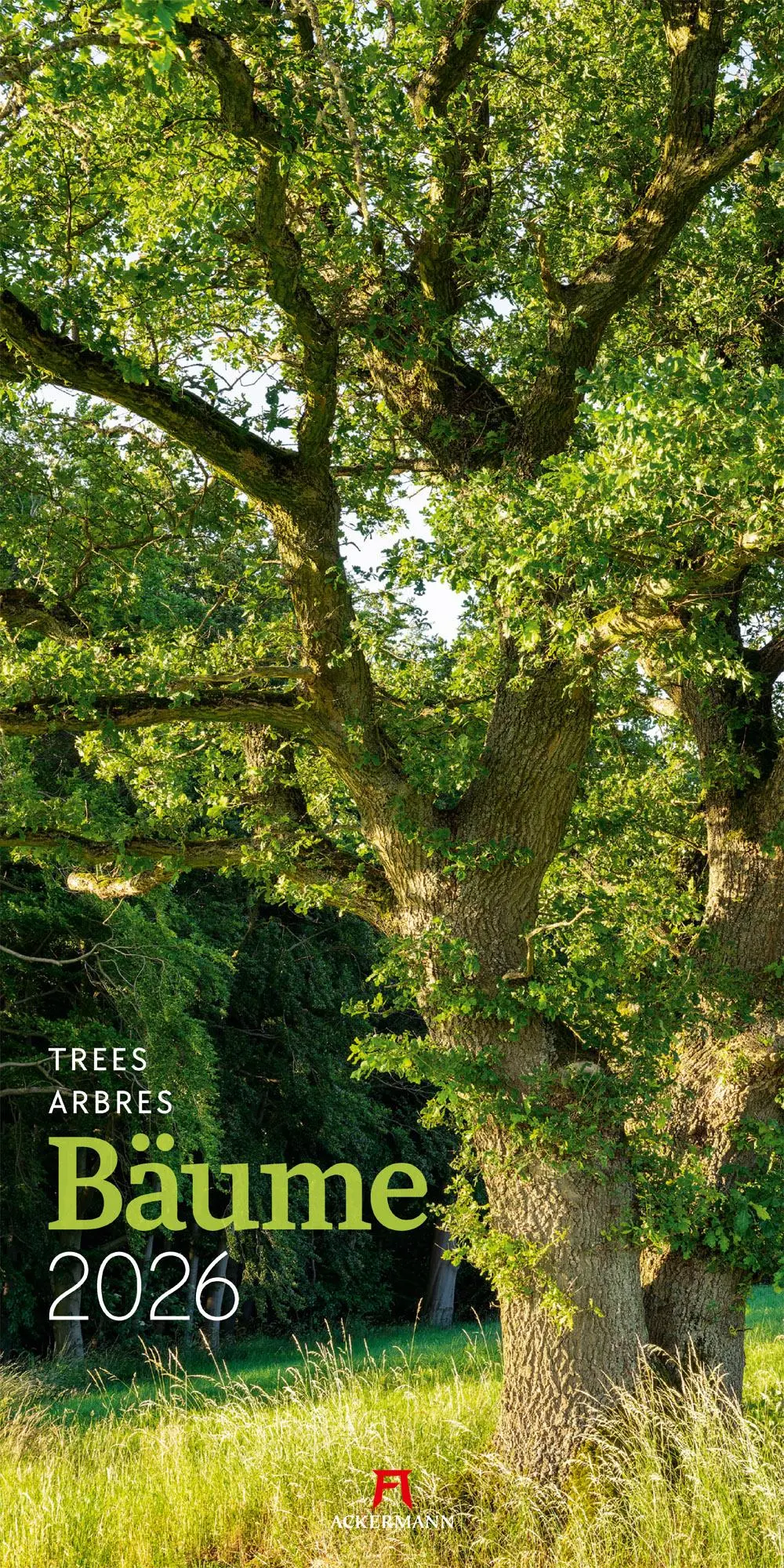 Cover: 9783838426204 | Bäume Kalender 2026 | Ackermann Kunstverlag GmbH | Kalender | 14 S.