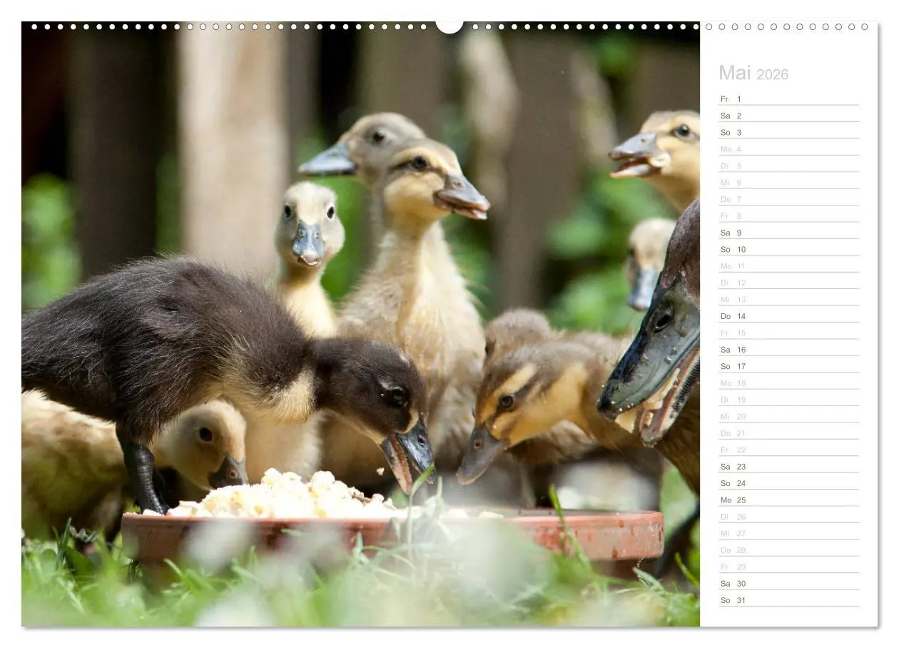 Bild: 9783457716304 | Laufenten - tierisch liebenswerte Zeitgenossen (hochwertiger...