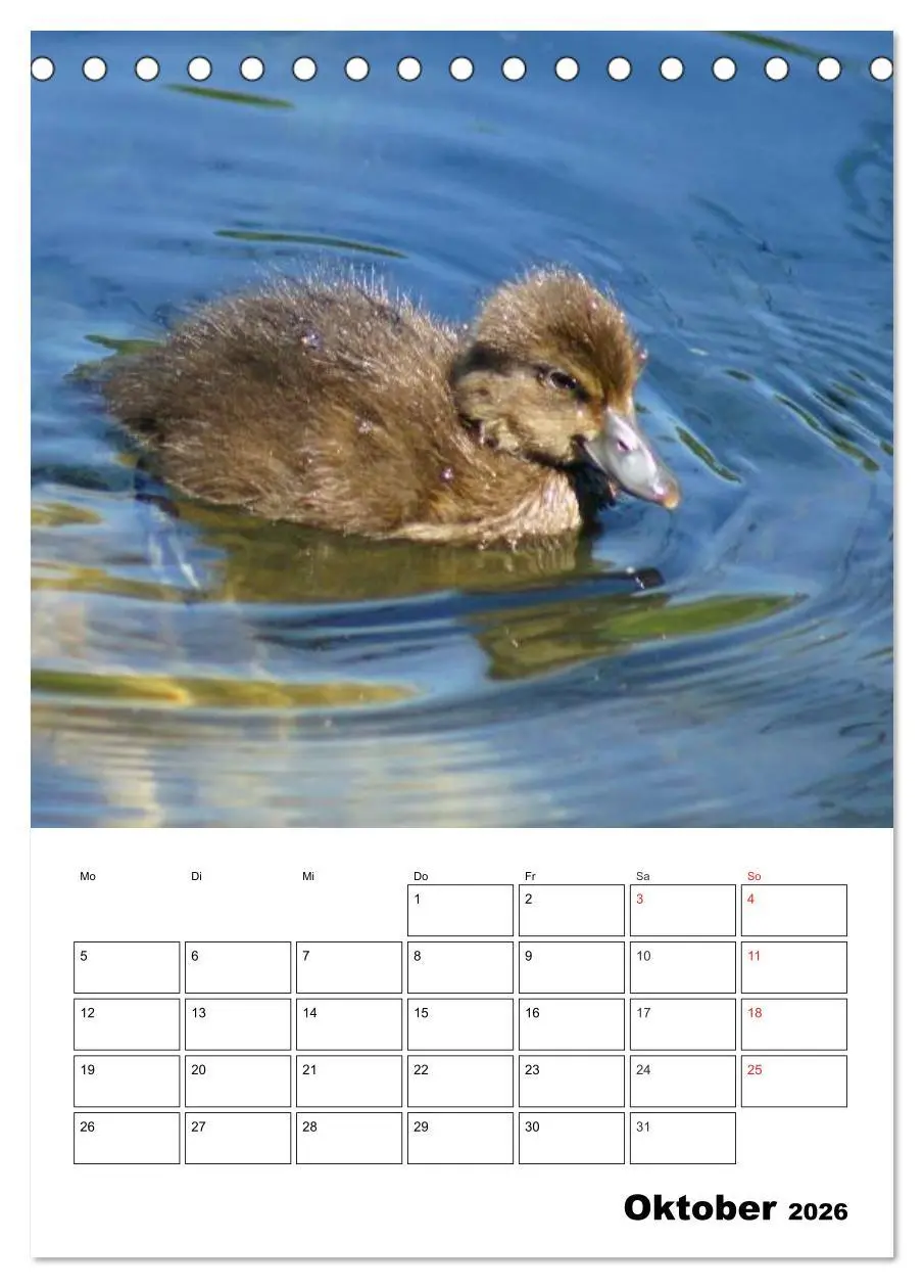 Bild: 9783516426304 | Liebenswerte Enten (Tischkalender 2026 DIN A5 hoch), CALVENDO...