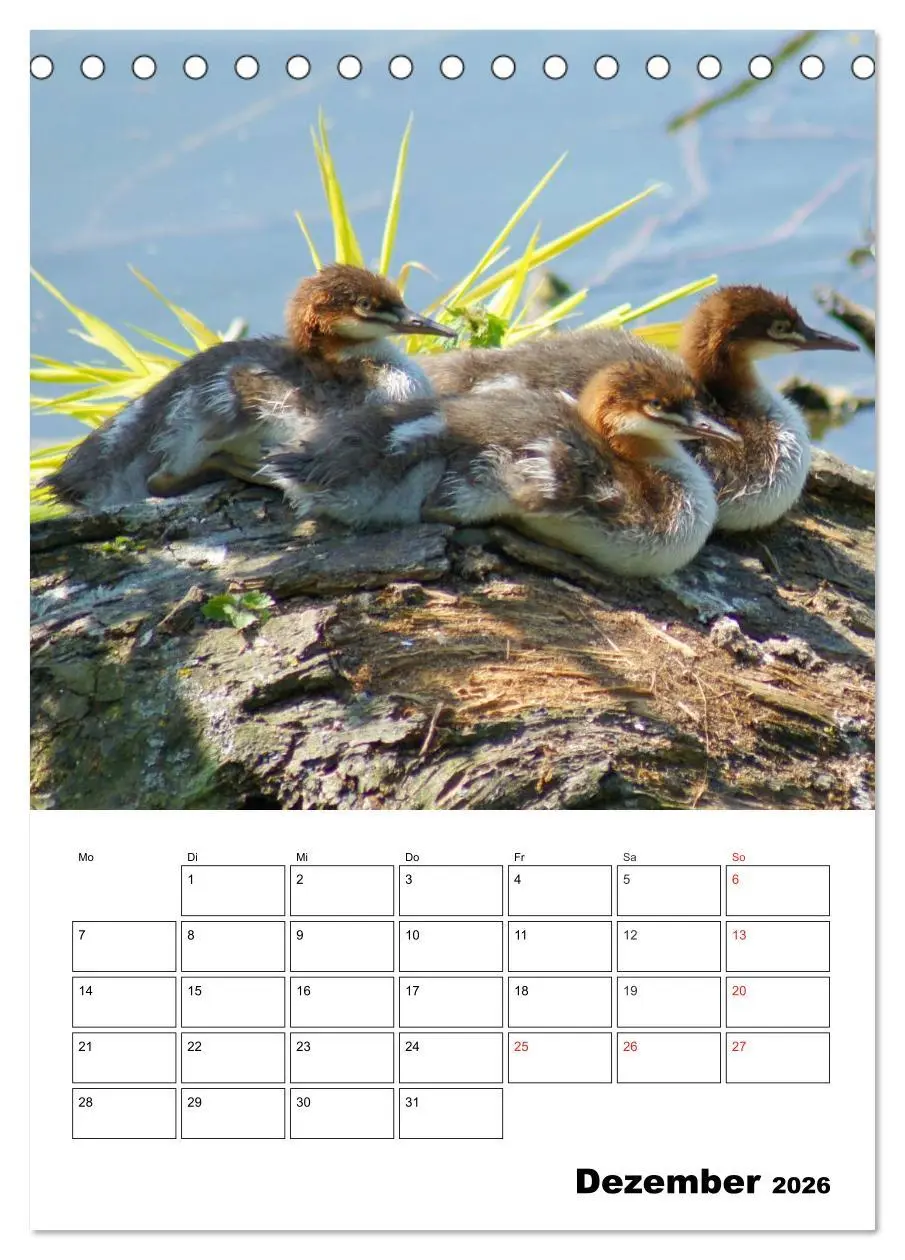 Bild: 9783516426304 | Liebenswerte Enten (Tischkalender 2026 DIN A5 hoch), CALVENDO...