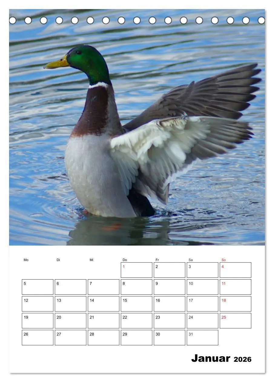 Bild: 9783516426304 | Liebenswerte Enten (Tischkalender 2026 DIN A5 hoch), CALVENDO...