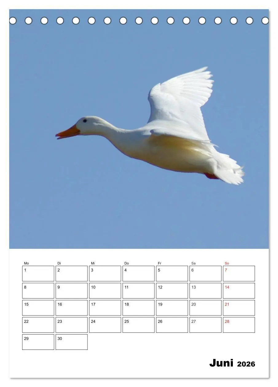 Bild: 9783516426304 | Liebenswerte Enten (Tischkalender 2026 DIN A5 hoch), CALVENDO...