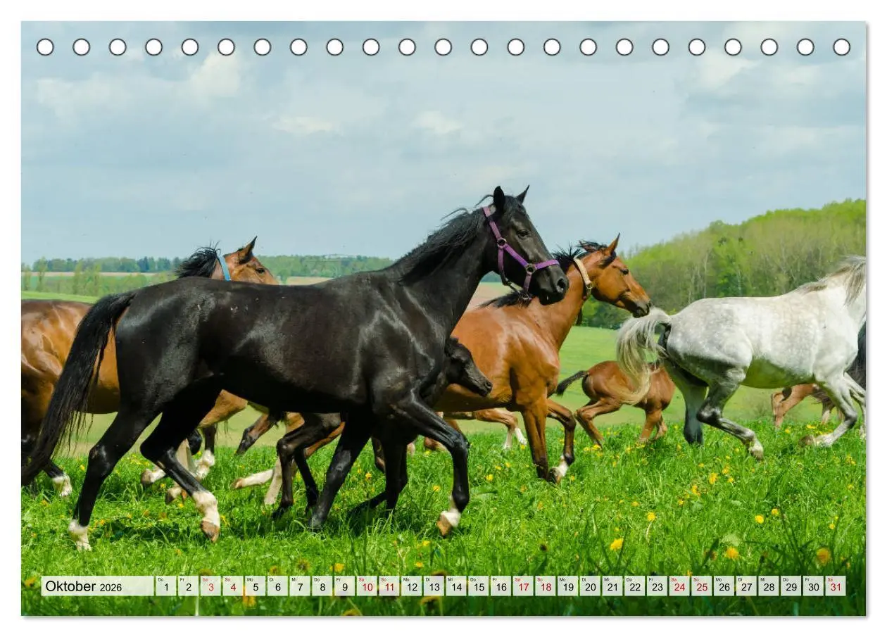 Bild: 9783457706404 | Edle Pferde - ausgelassen und unbeschwert (Tischkalender 2026 DIN...