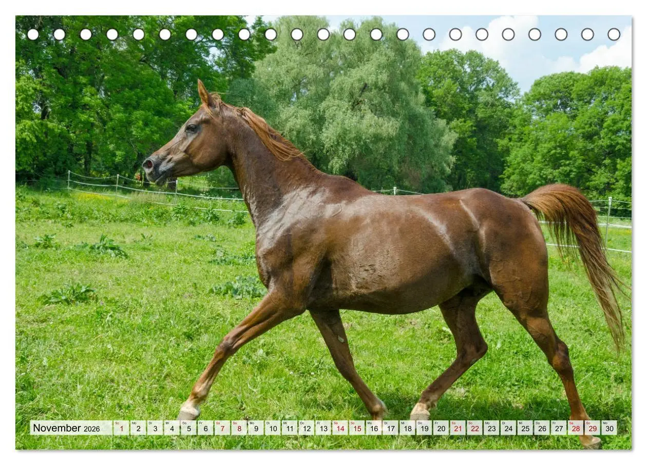 Bild: 9783457706404 | Edle Pferde - ausgelassen und unbeschwert (Tischkalender 2026 DIN...