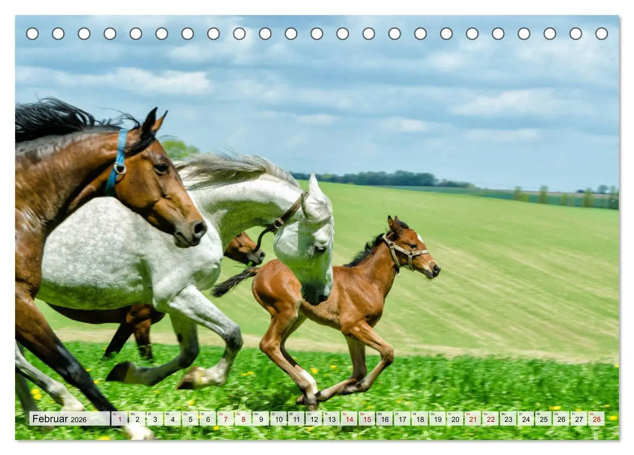 Bild: 9783457706404 | Edle Pferde - ausgelassen und unbeschwert (Tischkalender 2026 DIN...