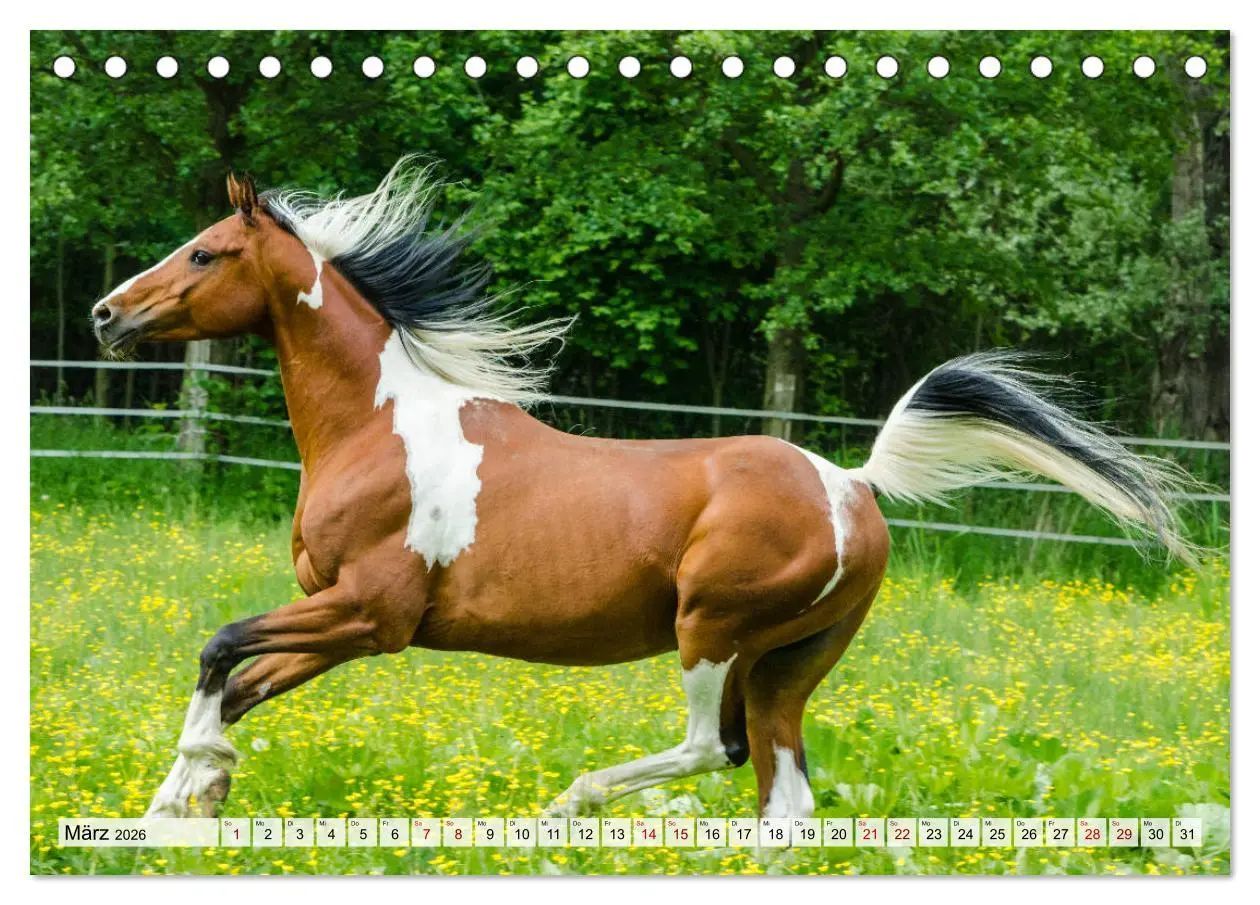 Bild: 9783457706404 | Edle Pferde - ausgelassen und unbeschwert (Tischkalender 2026 DIN...