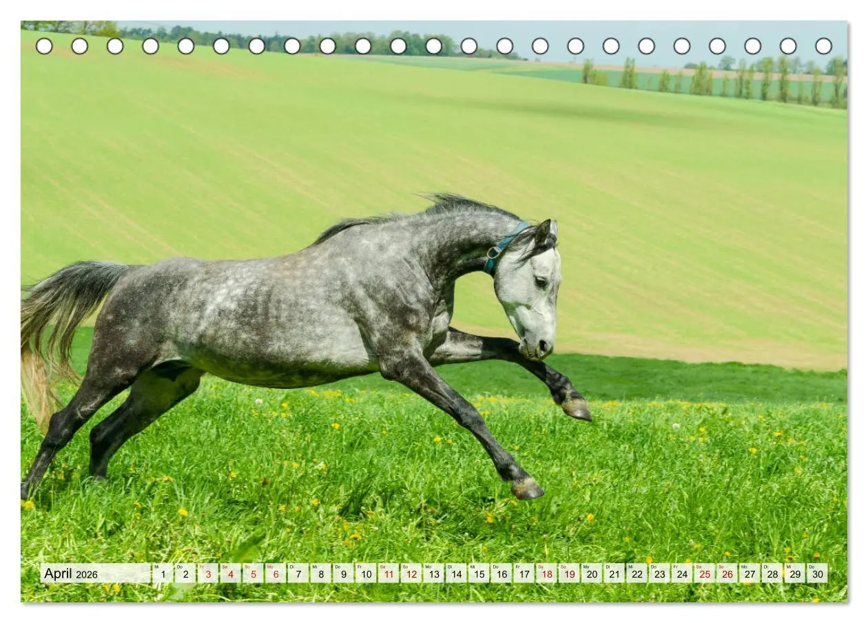 Bild: 9783457706404 | Edle Pferde - ausgelassen und unbeschwert (Tischkalender 2026 DIN...