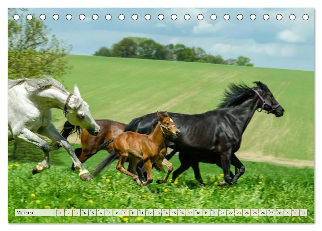 Bild: 9783457706404 | Edle Pferde - ausgelassen und unbeschwert (Tischkalender 2026 DIN...