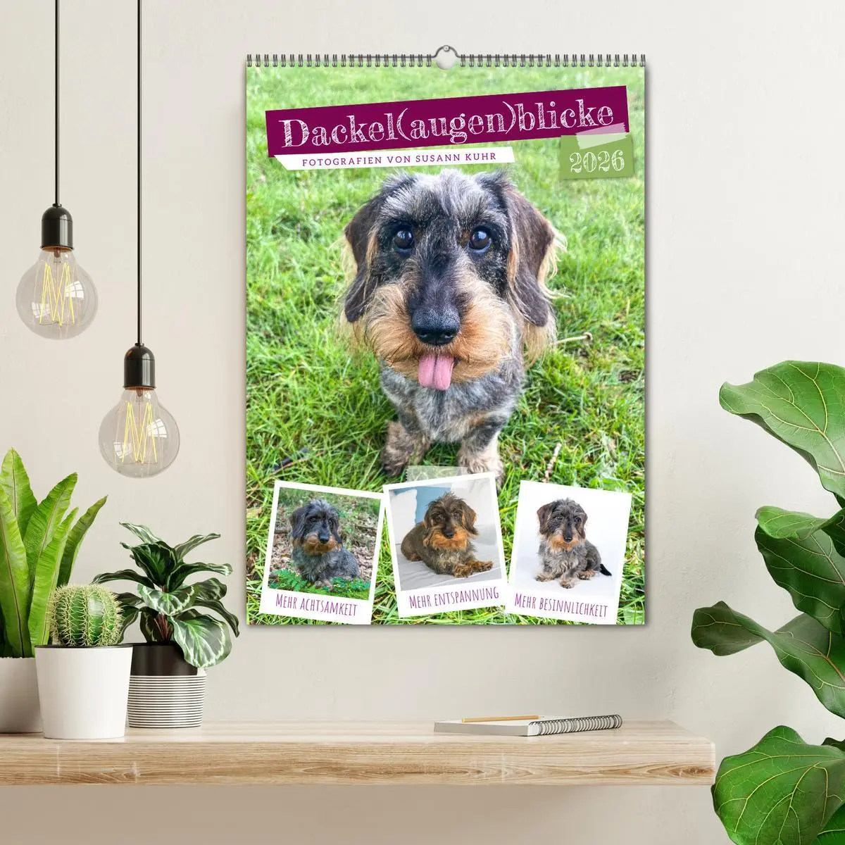 Bild: 9783516336504 | Dackel(augen)blicke (Wandkalender 2026 DIN A2 hoch), CALVENDO...