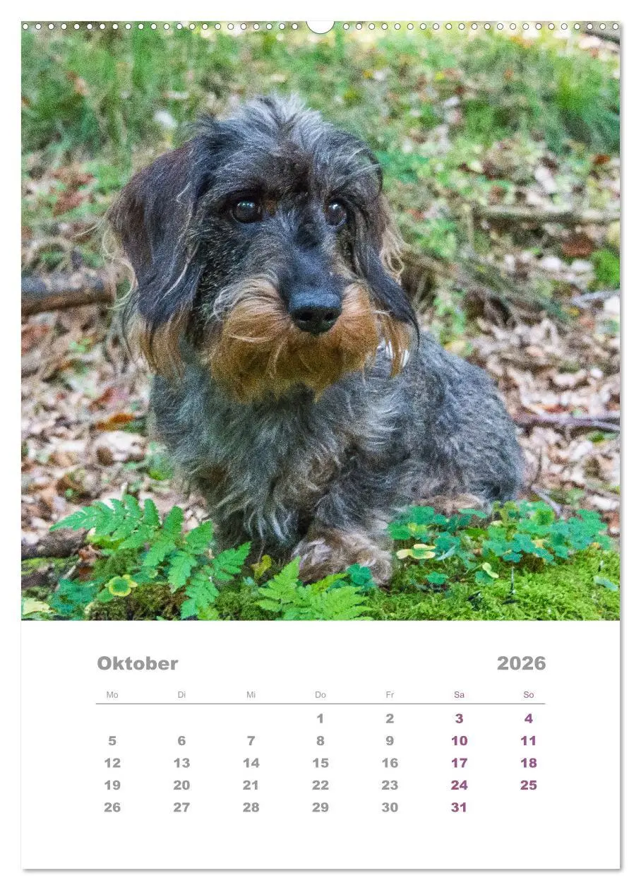 Bild: 9783516336504 | Dackel(augen)blicke (Wandkalender 2026 DIN A2 hoch), CALVENDO...