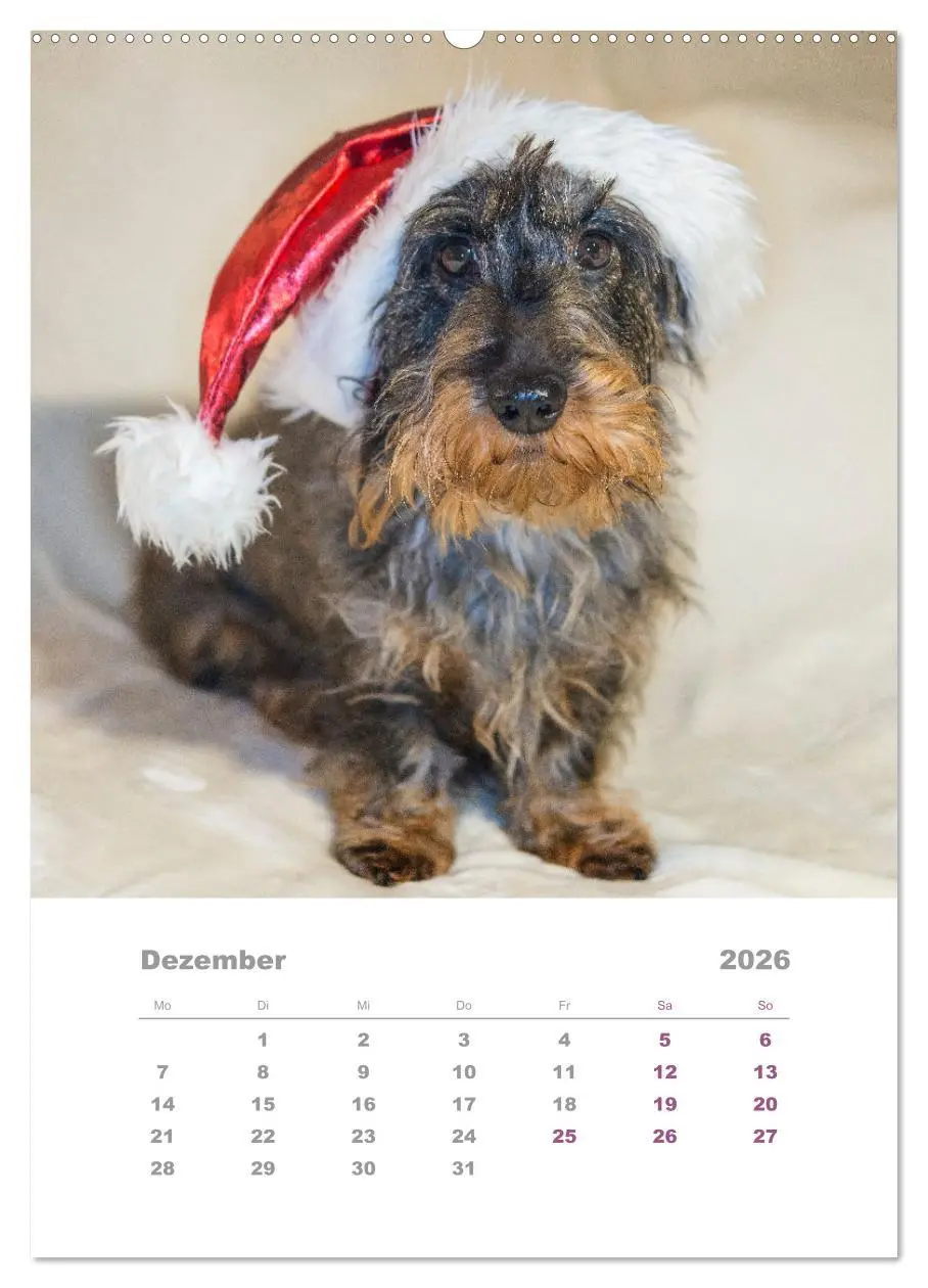Bild: 9783516336504 | Dackel(augen)blicke (Wandkalender 2026 DIN A2 hoch), CALVENDO...