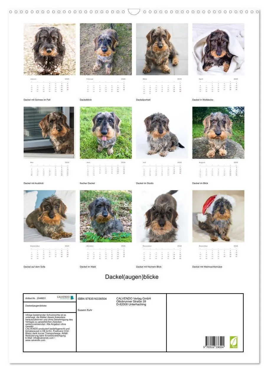 Bild: 9783516336504 | Dackel(augen)blicke (Wandkalender 2026 DIN A2 hoch), CALVENDO...