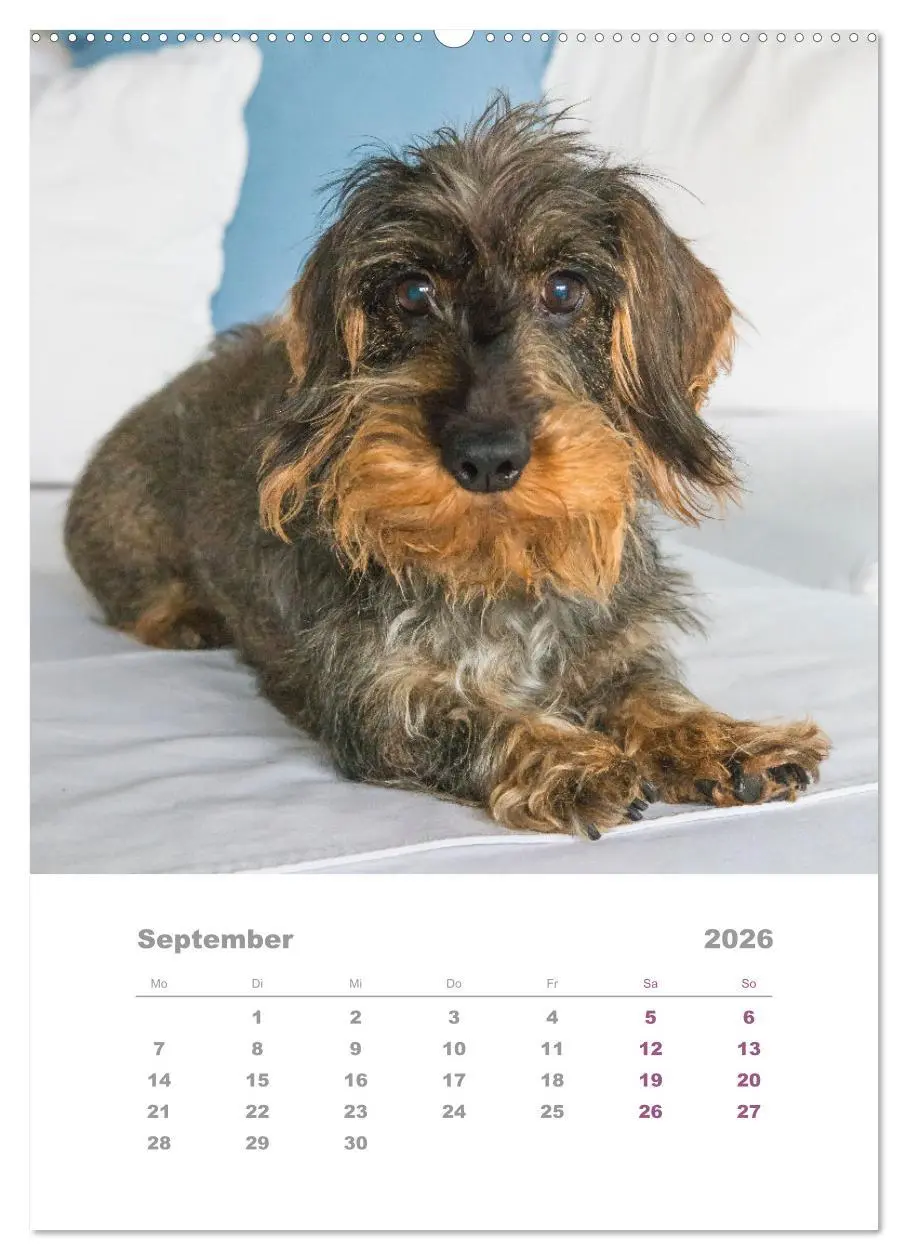 Bild: 9783516336504 | Dackel(augen)blicke (Wandkalender 2026 DIN A2 hoch), CALVENDO...