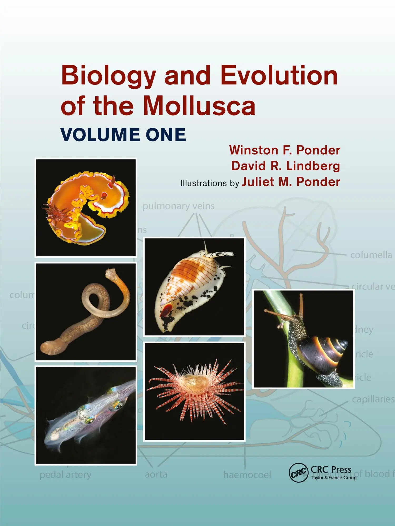 Cover: 9781032176604 | Biology and Evolution of the Mollusca, Volume 1 | Ponder (u. a.)