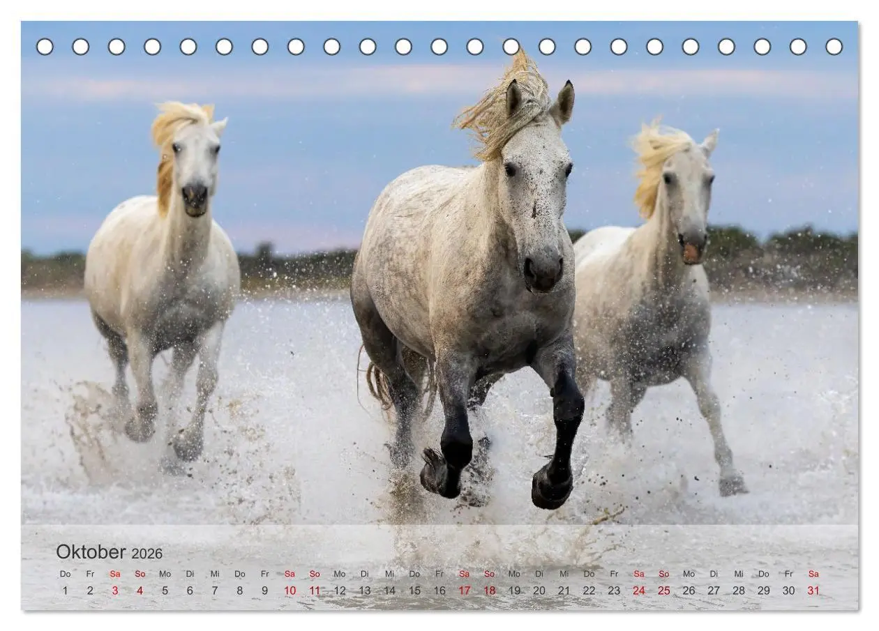 Bild: 9783457306604 | Die weißen Pferde der Camargue (Tischkalender 2026 DIN A5 quer),...