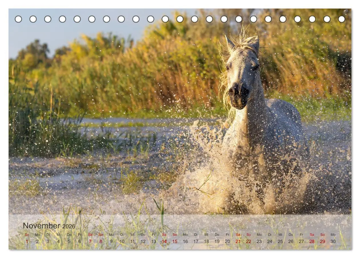 Bild: 9783457306604 | Die weißen Pferde der Camargue (Tischkalender 2026 DIN A5 quer),...
