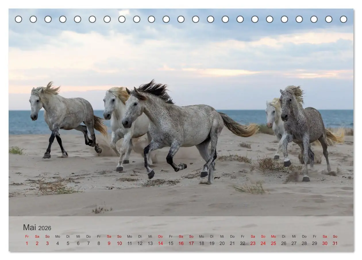 Bild: 9783457306604 | Die weißen Pferde der Camargue (Tischkalender 2026 DIN A5 quer),...