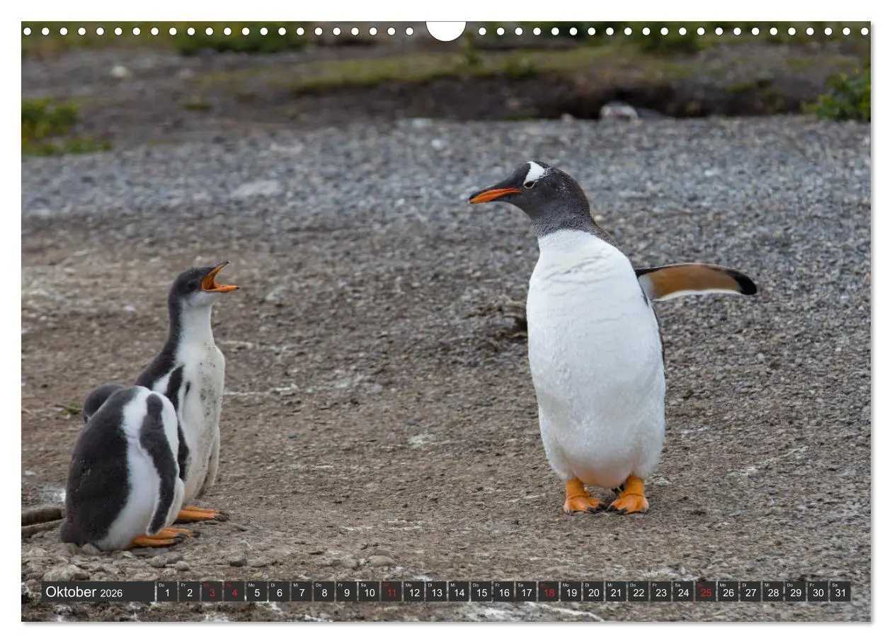 Bild: 9783457786604 | Traumwelt Chile (Wandkalender 2026 DIN A3 quer), CALVENDO...