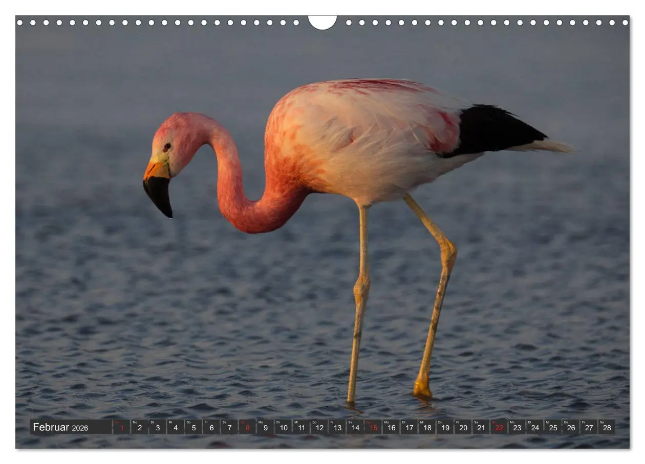 Bild: 9783457786604 | Traumwelt Chile (Wandkalender 2026 DIN A3 quer), CALVENDO...