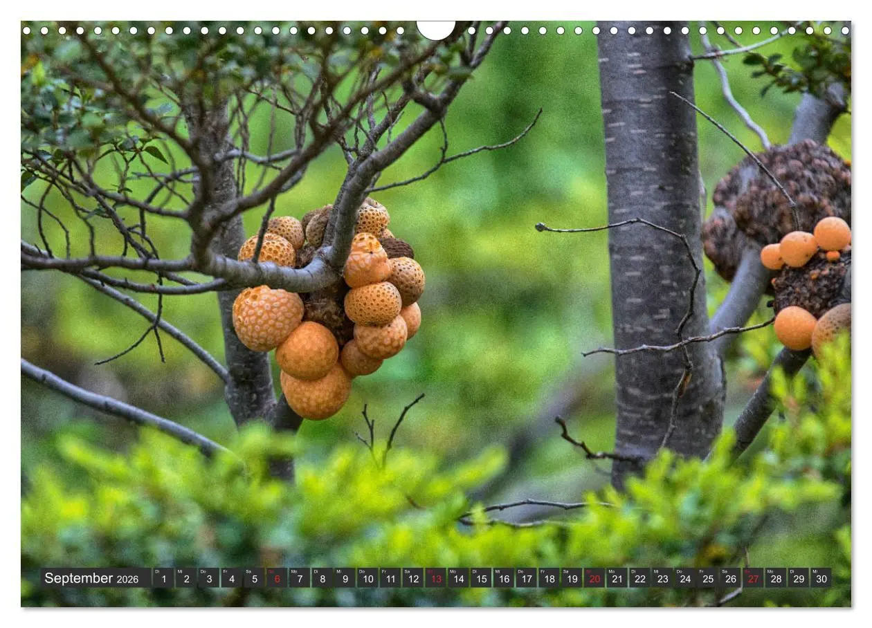 Bild: 9783457786604 | Traumwelt Chile (Wandkalender 2026 DIN A3 quer), CALVENDO...