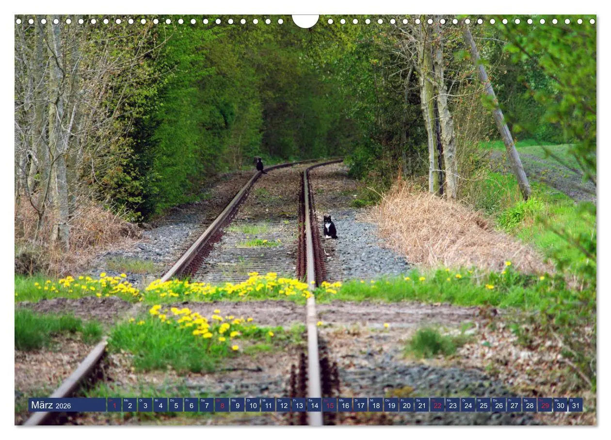 Bild: 9783457926604 | Schönes Ammerland (Wandkalender 2026 DIN A3 quer), CALVENDO...