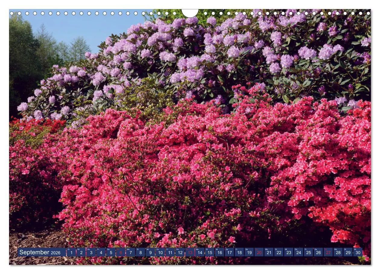 Bild: 9783457926604 | Schönes Ammerland (Wandkalender 2026 DIN A3 quer), CALVENDO...