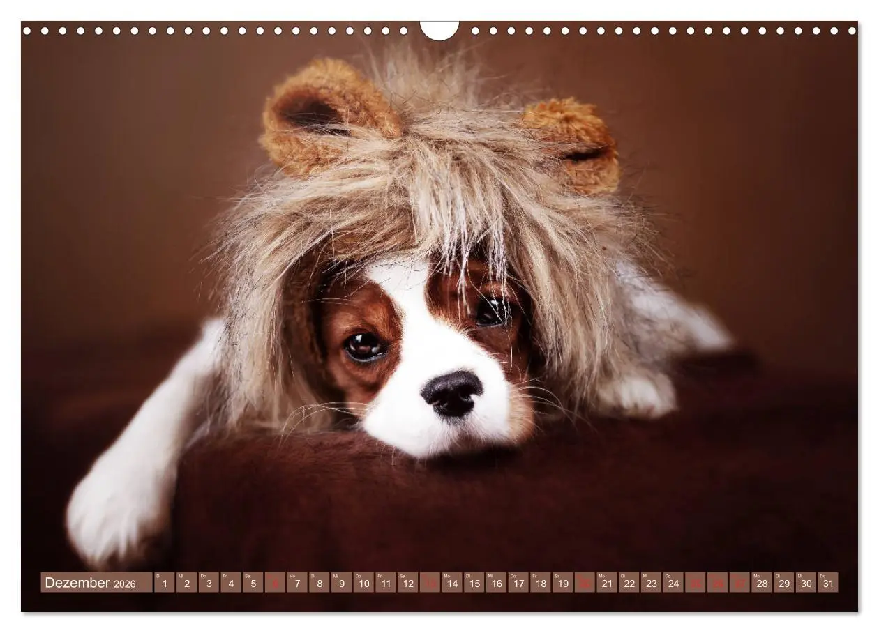 Bild: 9783457916704 | Der Welpenkalender - Cavalier King Charles Spaniel (Wandkalender...