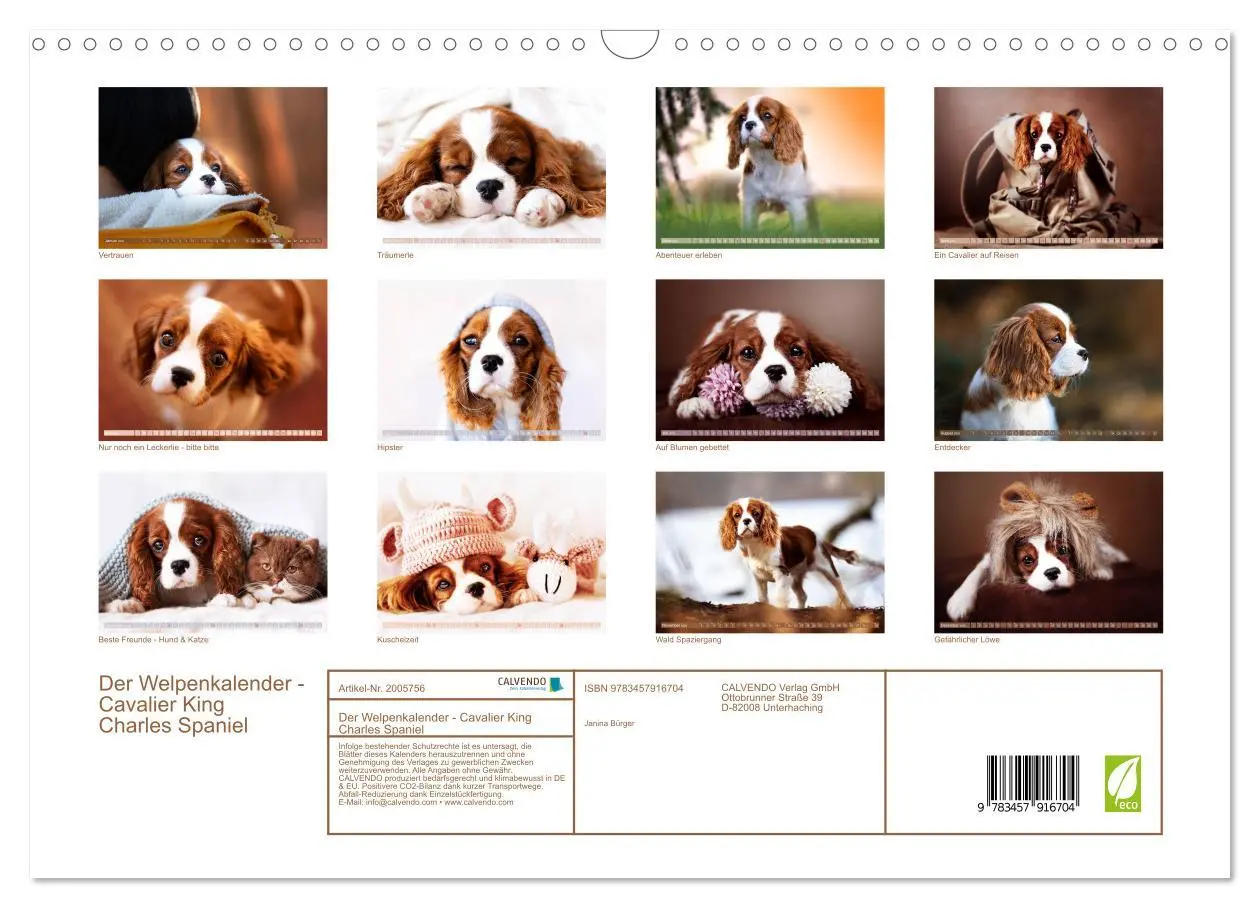 Bild: 9783457916704 | Der Welpenkalender - Cavalier King Charles Spaniel (Wandkalender...