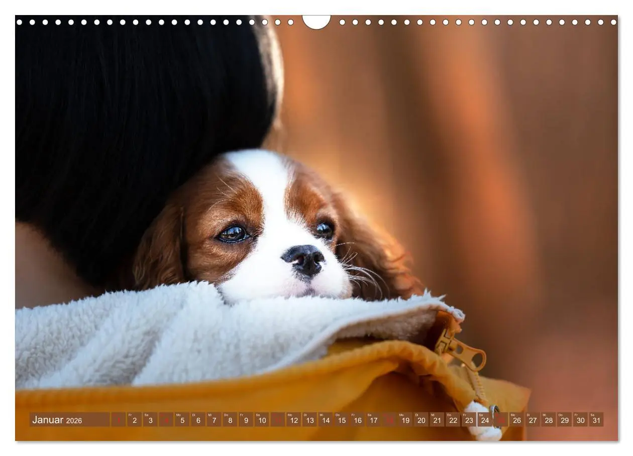 Bild: 9783457916704 | Der Welpenkalender - Cavalier King Charles Spaniel (Wandkalender...