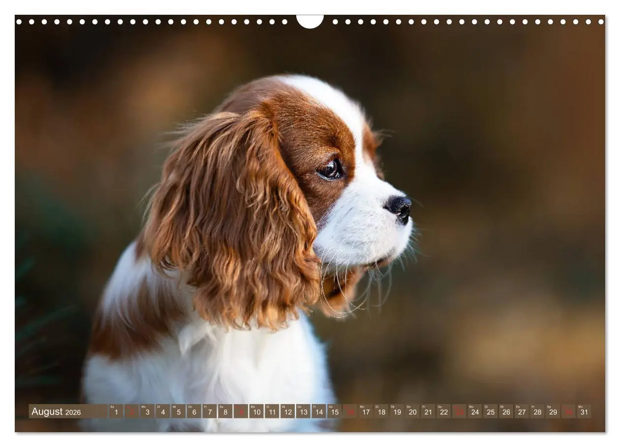 Bild: 9783457916704 | Der Welpenkalender - Cavalier King Charles Spaniel (Wandkalender...