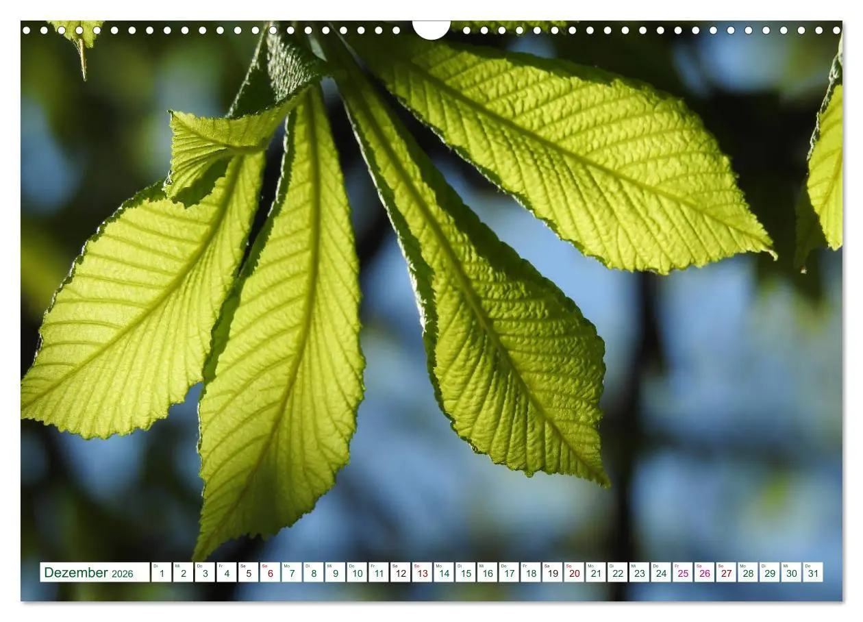 Bild: 9783457906804 | GRÜN . Die Kraft der Natur (Wandkalender 2026 DIN A3 quer),...