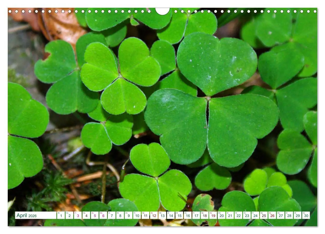 Bild: 9783457906804 | GRÜN . Die Kraft der Natur (Wandkalender 2026 DIN A3 quer),...