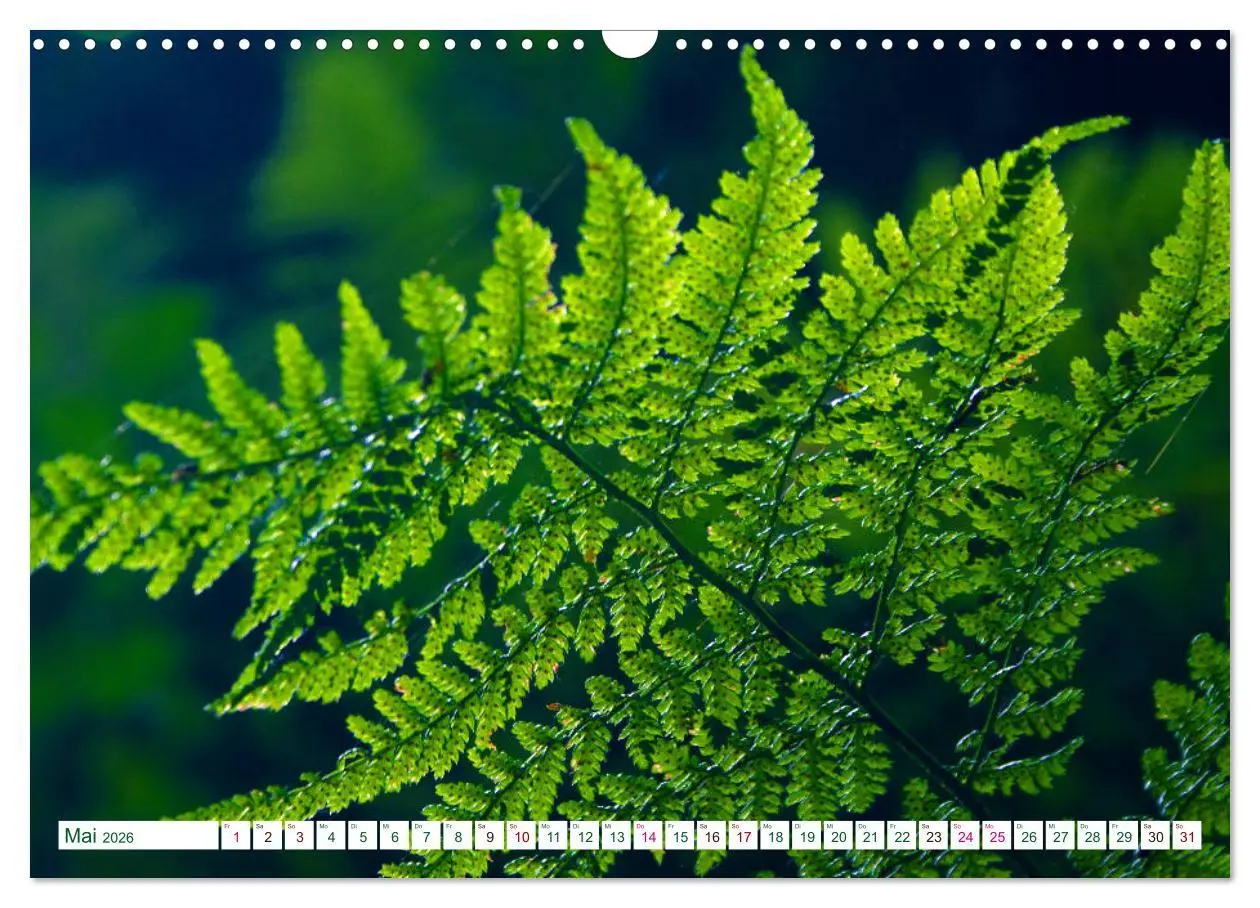 Bild: 9783457906804 | GRÜN . Die Kraft der Natur (Wandkalender 2026 DIN A3 quer),...