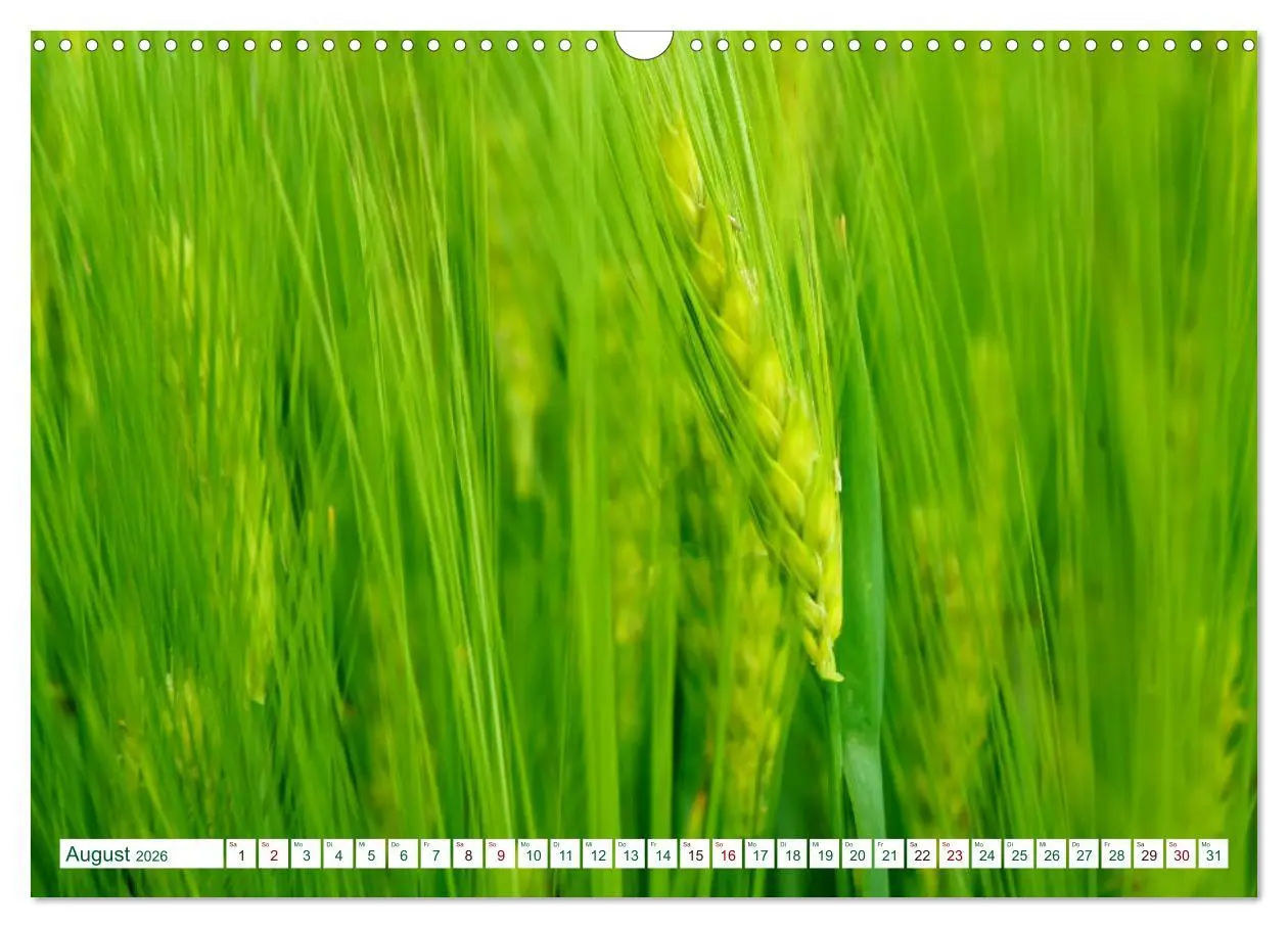 Bild: 9783457906804 | GRÜN . Die Kraft der Natur (Wandkalender 2026 DIN A3 quer),...