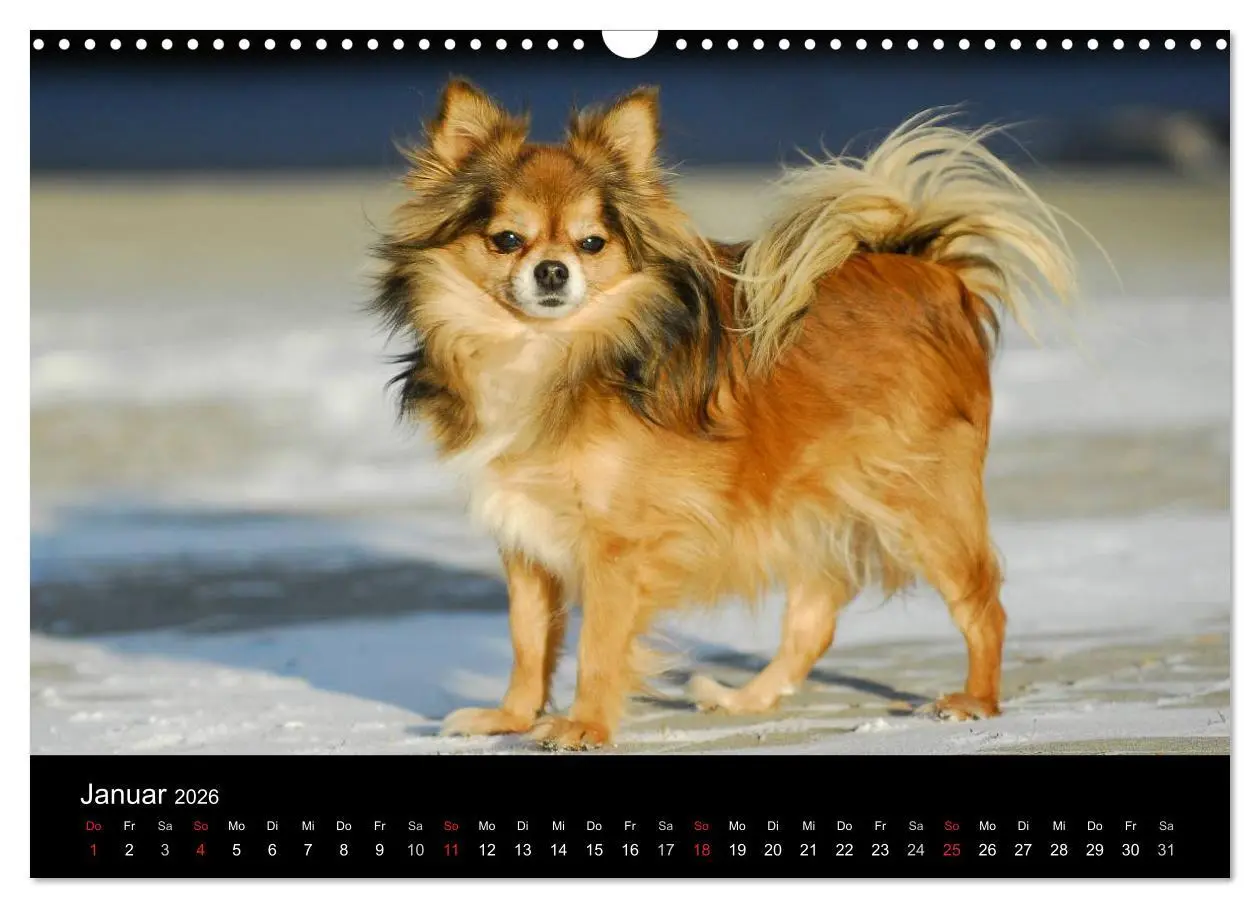 Bild: 9783516166804 | Chihuahua - Kleine Hunde ganz groß (Wandkalender 2026 DIN A3 quer),...
