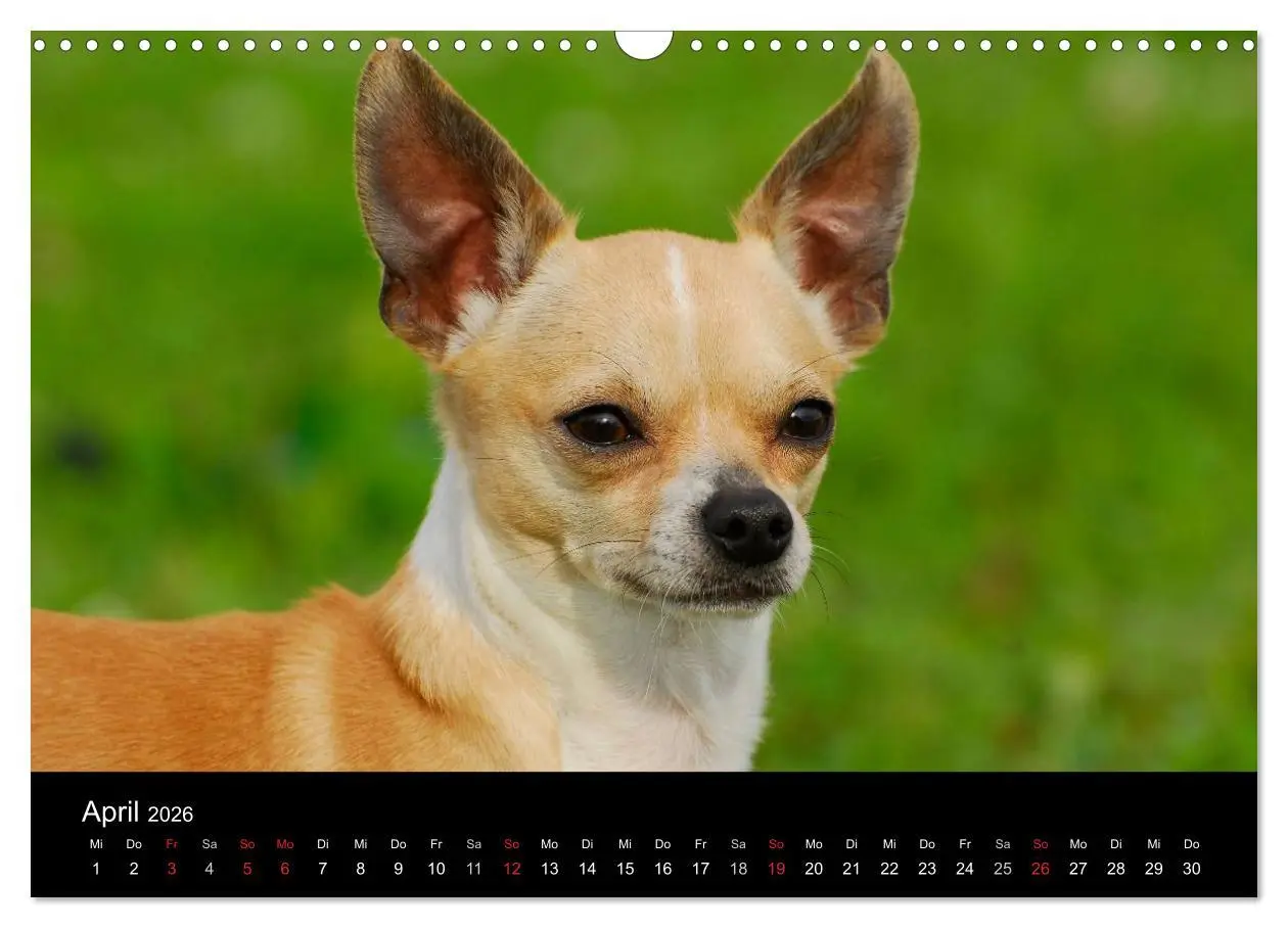 Bild: 9783516166804 | Chihuahua - Kleine Hunde ganz groß (Wandkalender 2026 DIN A3 quer),...