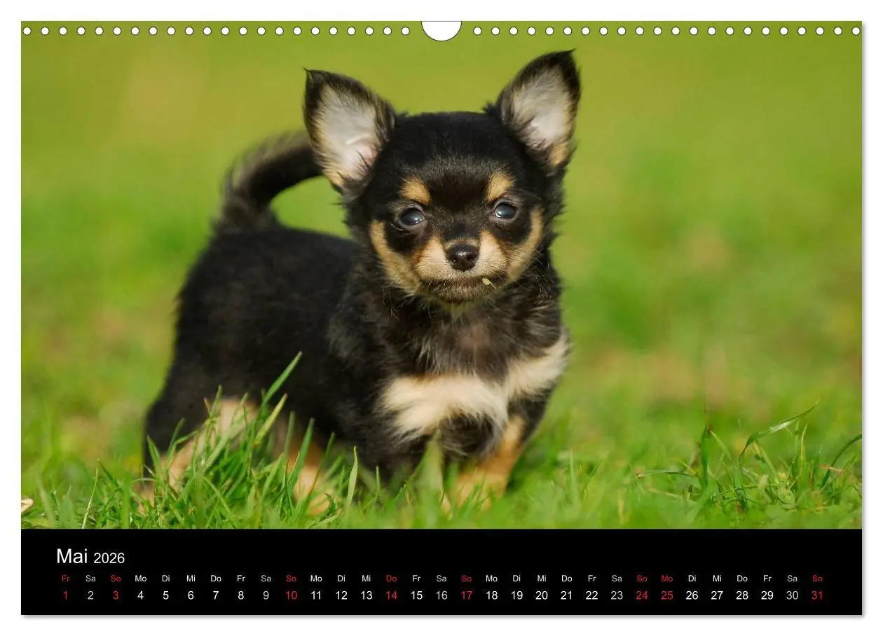 Bild: 9783516166804 | Chihuahua - Kleine Hunde ganz groß (Wandkalender 2026 DIN A3 quer),...