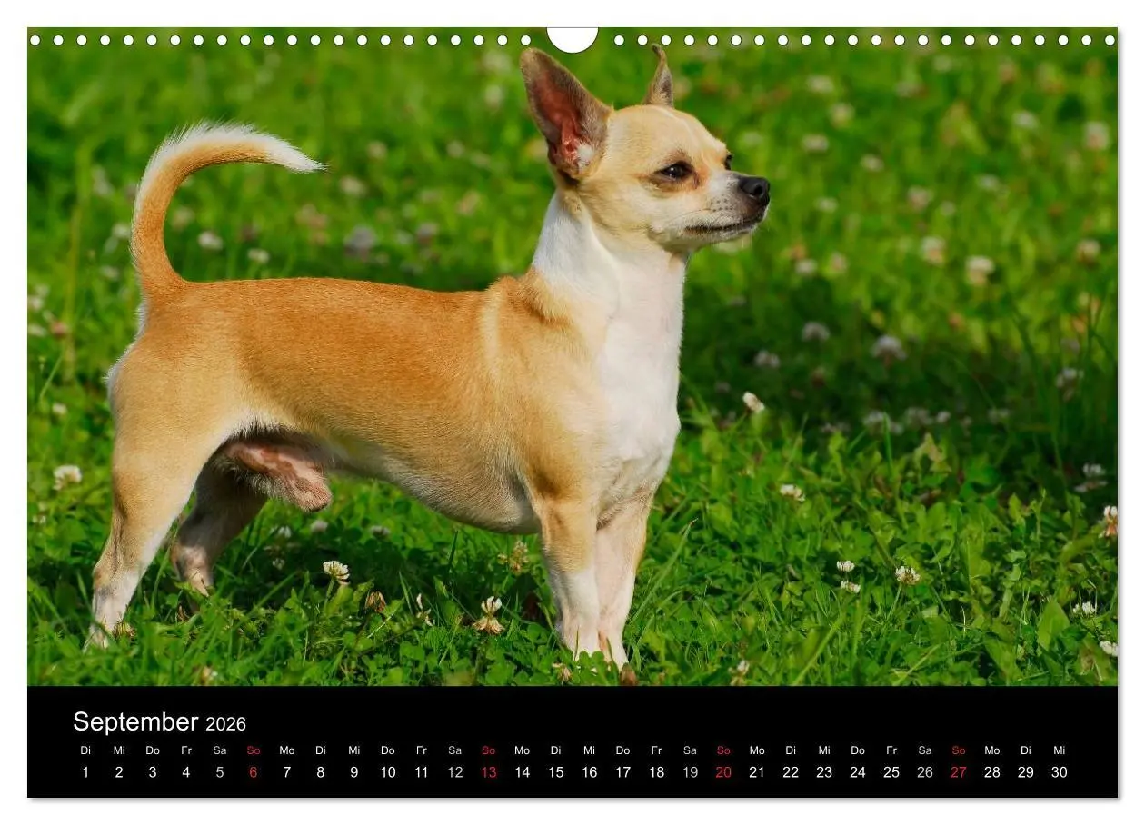 Bild: 9783516166804 | Chihuahua - Kleine Hunde ganz groß (Wandkalender 2026 DIN A3 quer),...