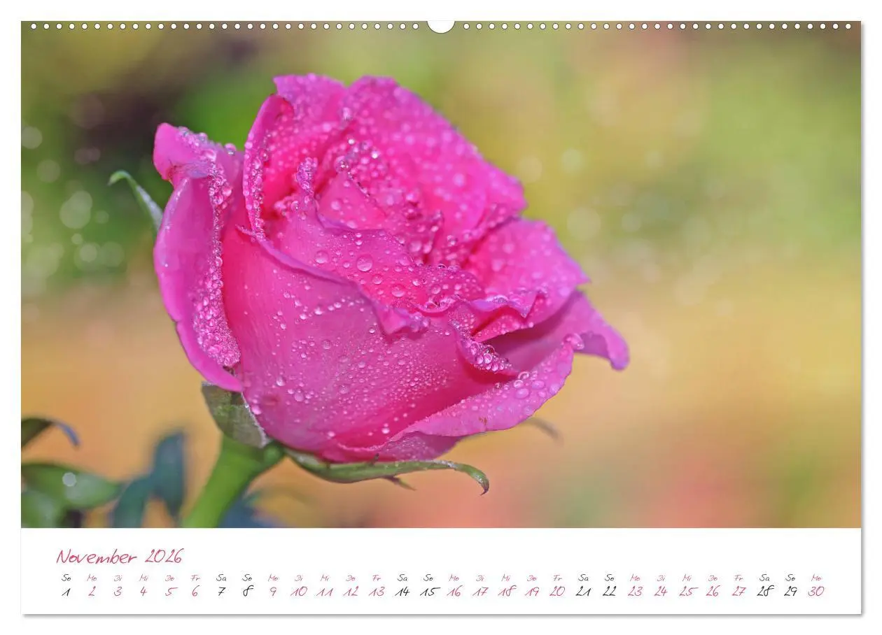 Bild: 9783457686904 | Blütenträume in violett und pink (hochwertiger Premium Wandkalender...