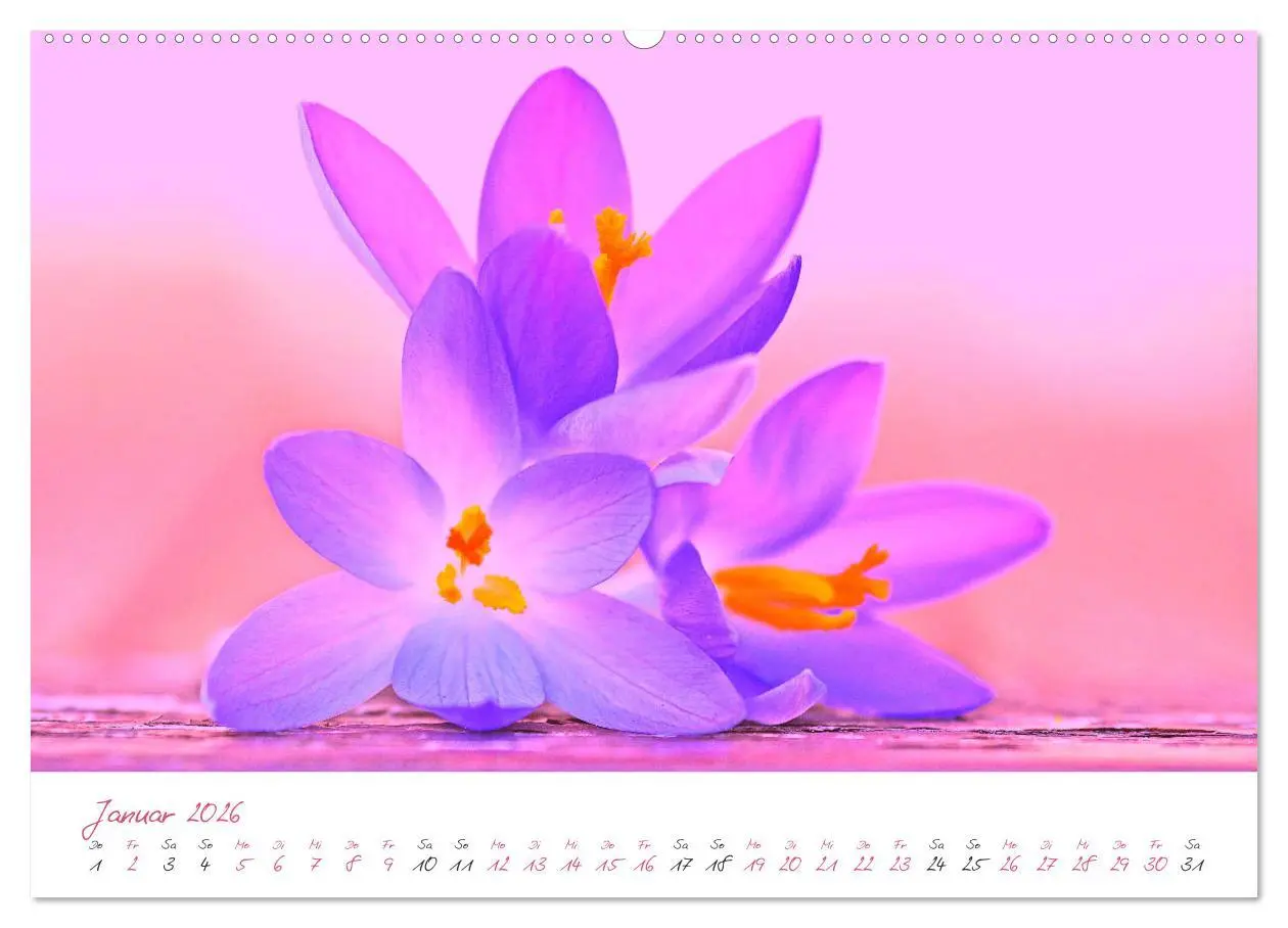 Bild: 9783457686904 | Blütenträume in violett und pink (hochwertiger Premium Wandkalender...