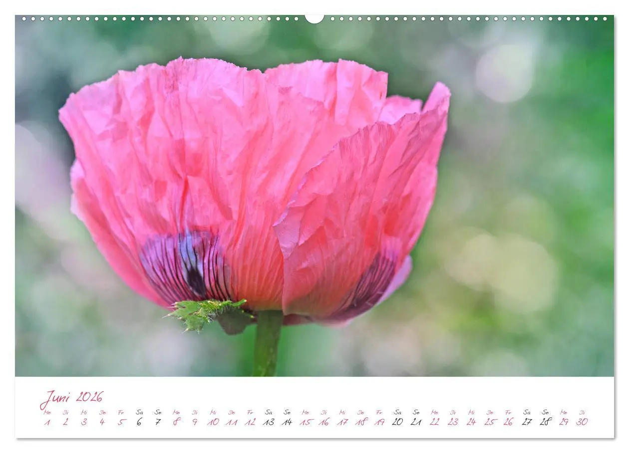 Bild: 9783457686904 | Blütenträume in violett und pink (hochwertiger Premium Wandkalender...