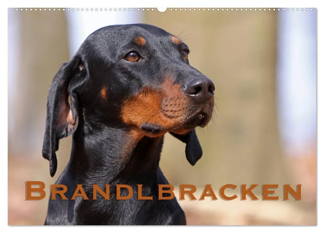 Cover: 9783516156904 | Brandlbracken (Wandkalender 2026 DIN A2 quer), CALVENDO Monatskalender