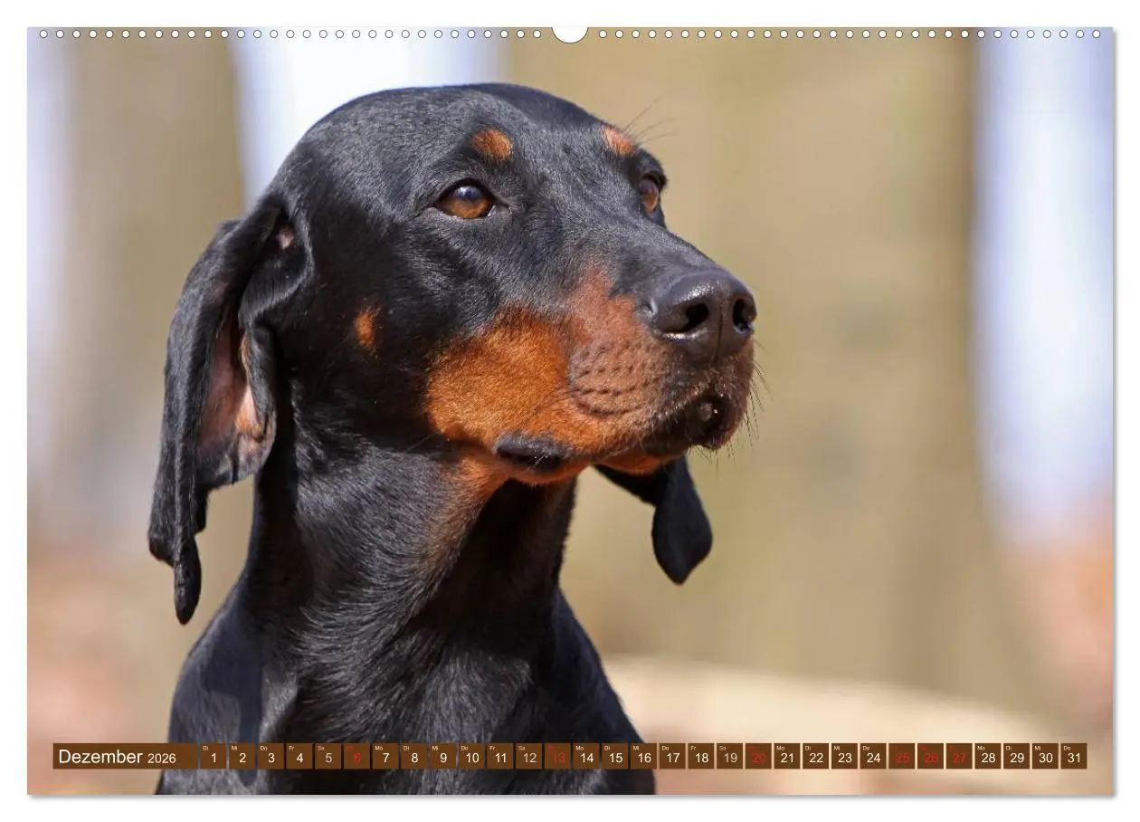 Bild: 9783516156904 | Brandlbracken (Wandkalender 2026 DIN A2 quer), CALVENDO Monatskalender