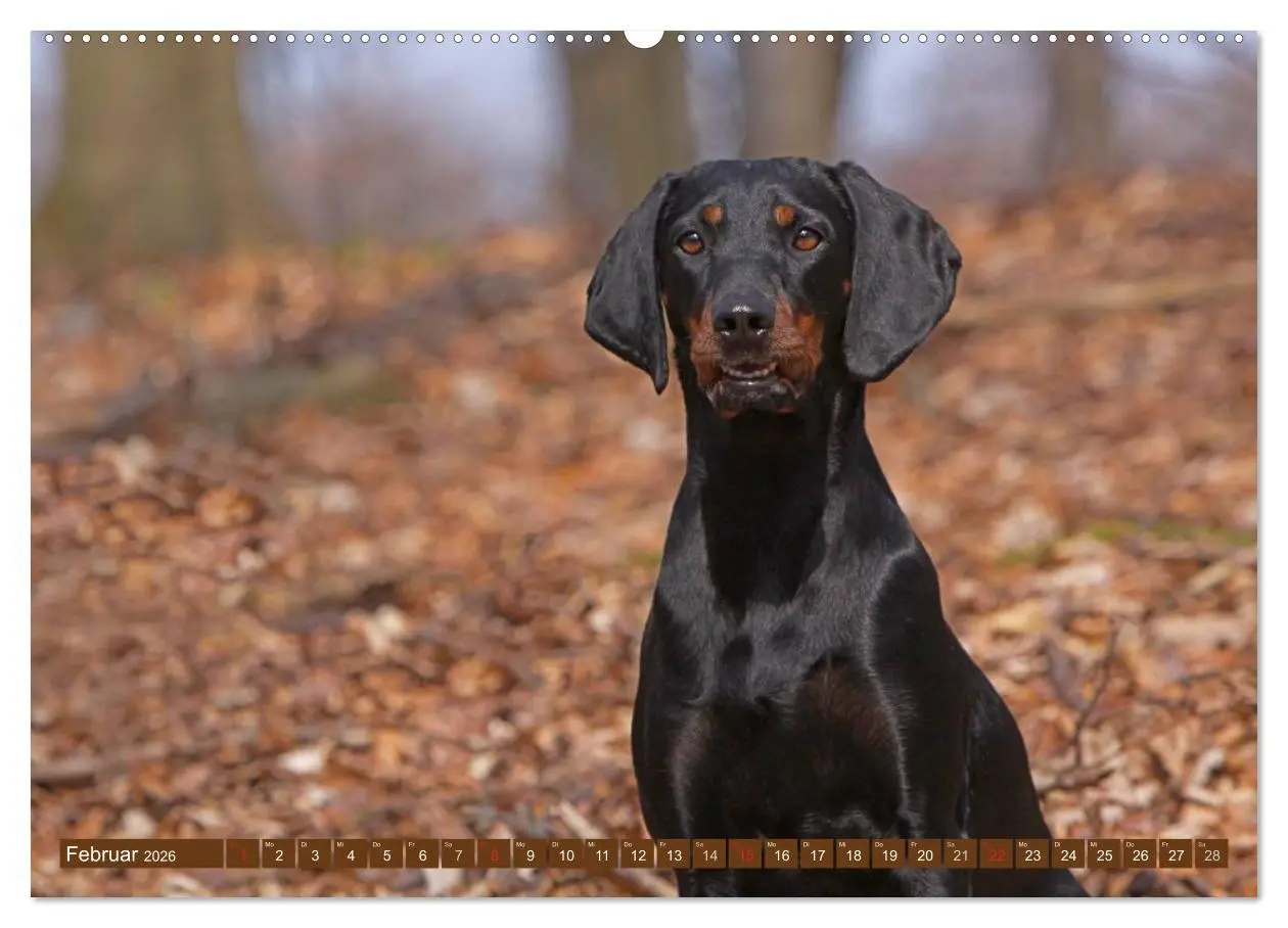 Bild: 9783516156904 | Brandlbracken (Wandkalender 2026 DIN A2 quer), CALVENDO Monatskalender