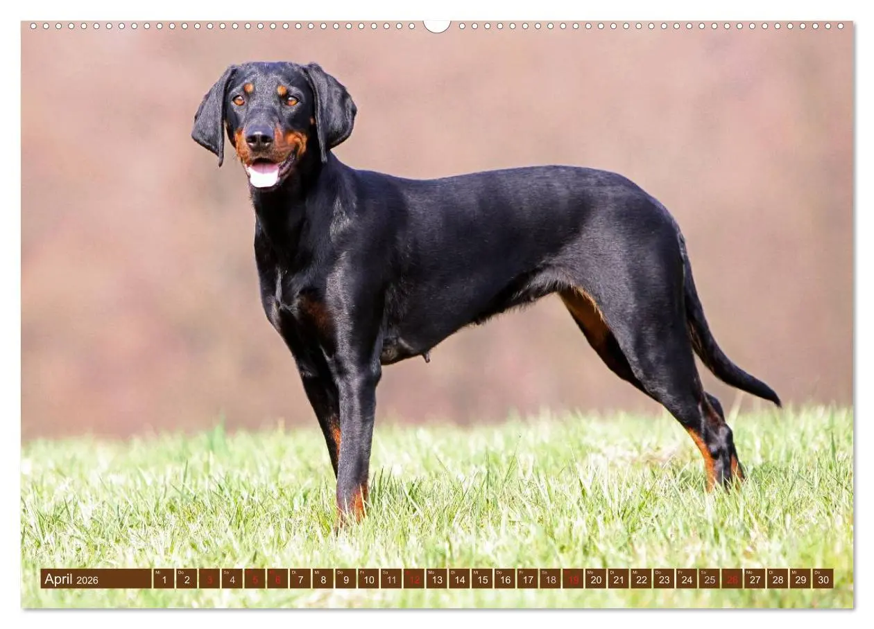 Bild: 9783516156904 | Brandlbracken (Wandkalender 2026 DIN A2 quer), CALVENDO Monatskalender