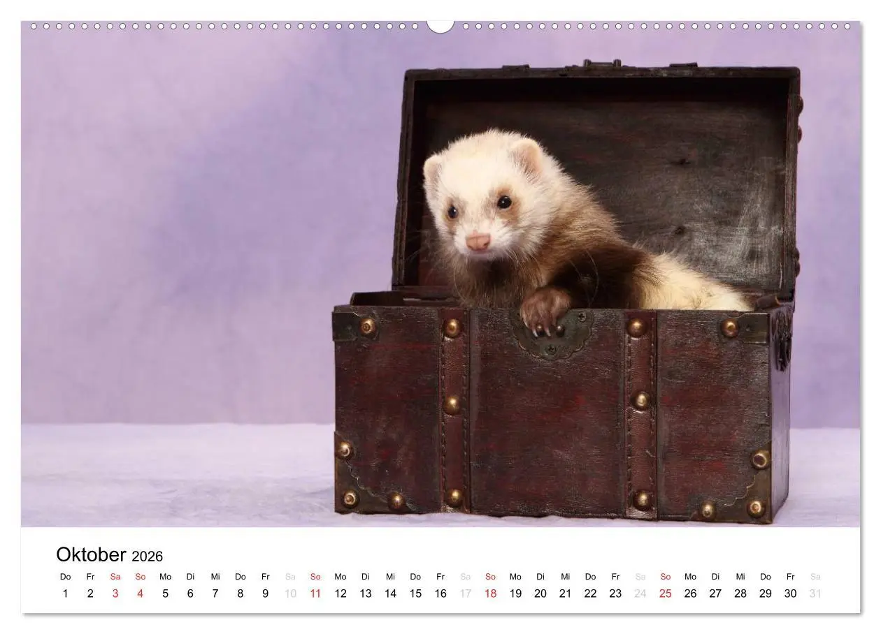 Bild: 9783516226904 | Frettchen - Ferrets (hochwertiger Premium Wandkalender 2026 DIN A2...