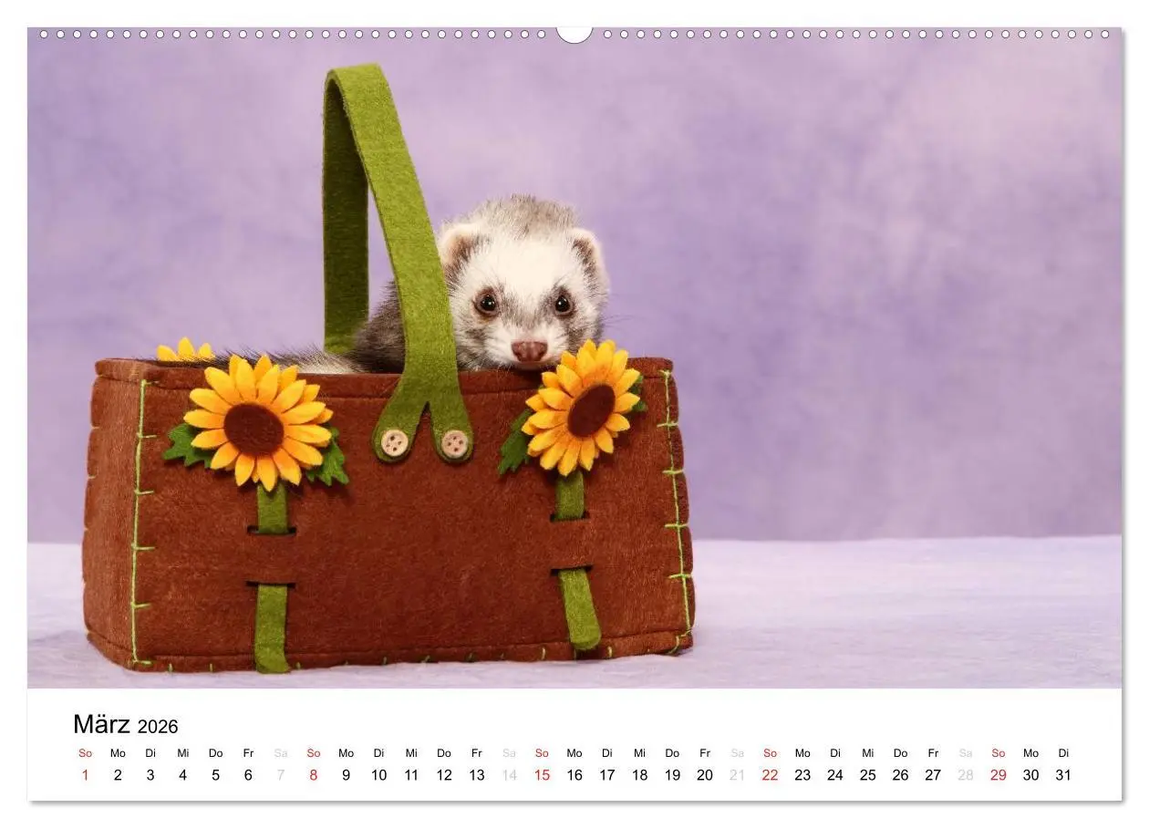 Bild: 9783516226904 | Frettchen - Ferrets (hochwertiger Premium Wandkalender 2026 DIN A2...