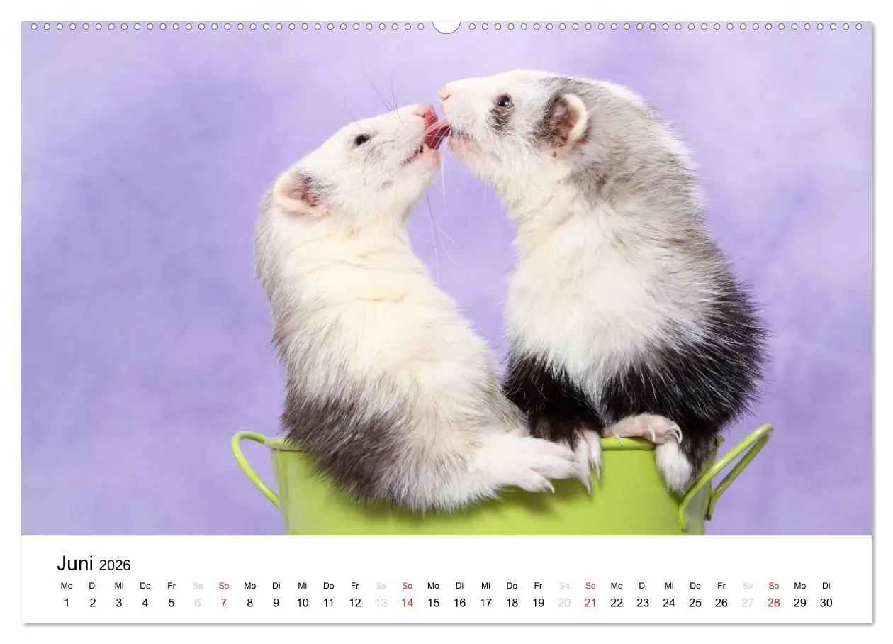 Bild: 9783516226904 | Frettchen - Ferrets (hochwertiger Premium Wandkalender 2026 DIN A2...