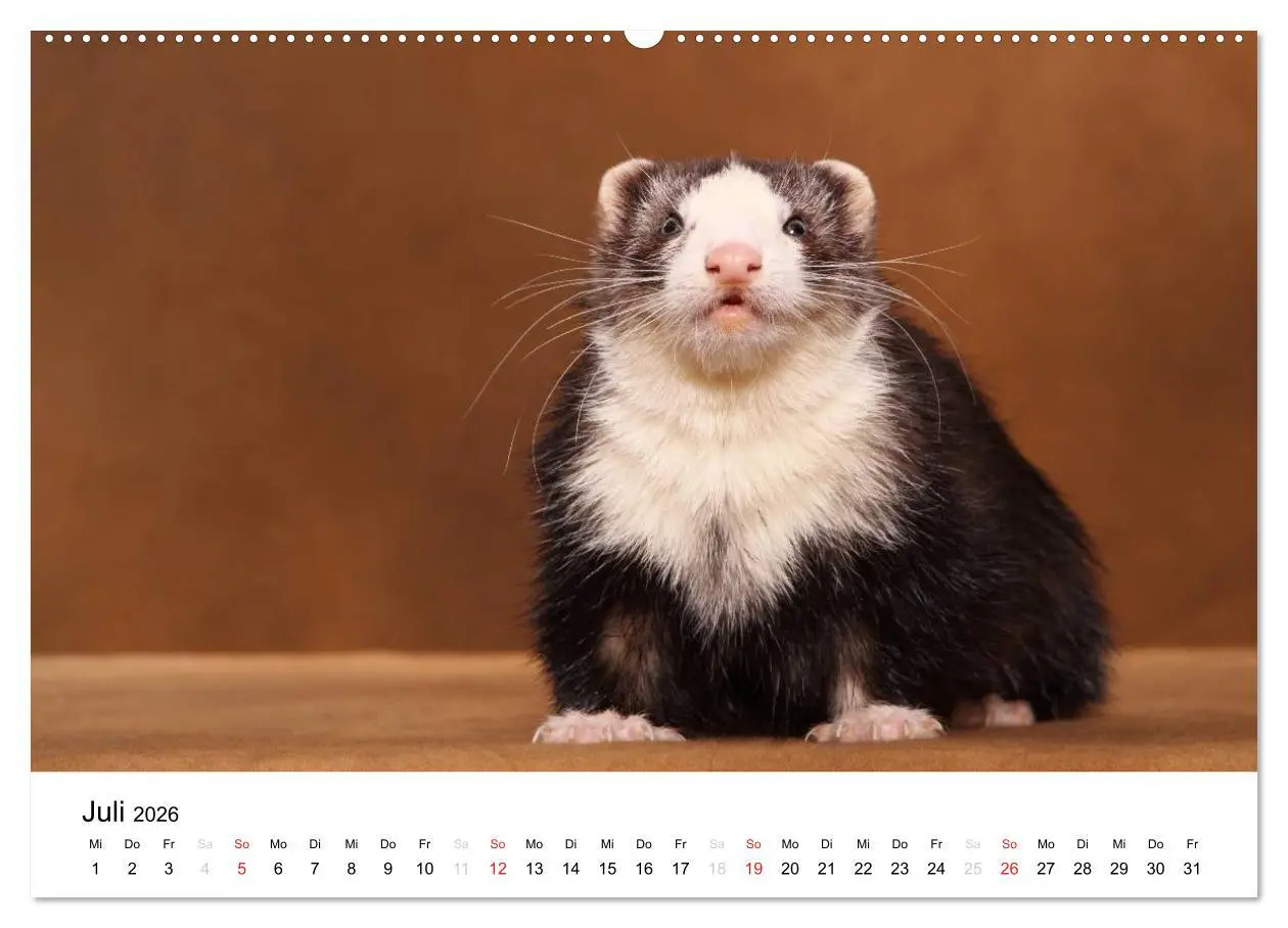 Bild: 9783516226904 | Frettchen - Ferrets (hochwertiger Premium Wandkalender 2026 DIN A2...